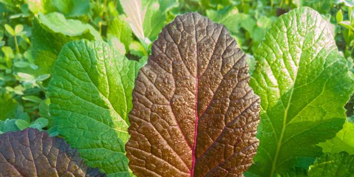 How to cook mustard greens asian style